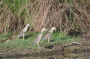 Chautari Garden Resort