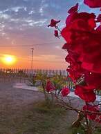 Los Delfines de Chicama