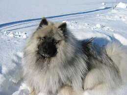 Mansikkaharju Holiday Camp