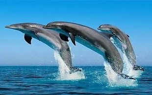 MDF Beach Resort And Day Tours