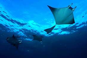  Dhigali Maldives - Premium All Inclusive