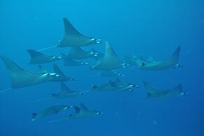  Dhigali Maldives - Premium All Inclusive