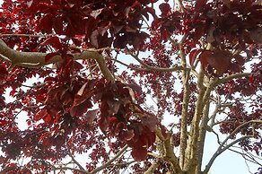 Skion Palace Beach Hotel - Bungalows Boutique