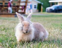 Upper Clements Cottages