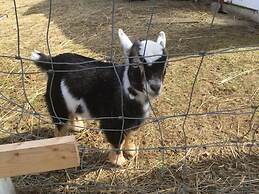 Upper Clements Cottages