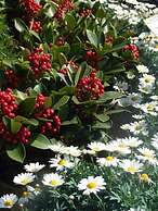 Residenza I Ciclamini