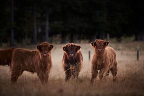 Kaituna Valley Homestead