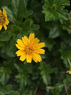 Chio Hotel and Apartment