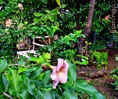 ClarenceVille Villa Apartments