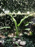 Sunny Garden Homestay