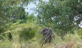 Sigiri Wilderness Resort