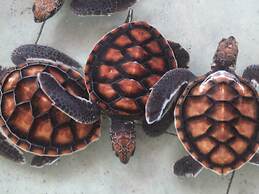 Gili Sands Hotel & Bar