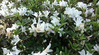 Laje de Pedra Mountain Village Prime