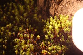 Machiya AOI KYOTO STAY AOI Suites at Nanzenji