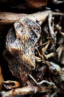 3D Sunflower Embossed B&B