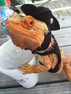 Classic Yacht Rentals at FloraBama