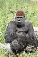 Givskud Zoo - Hostel