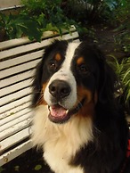 City Hotel Mar del Plata