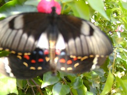 Sonjas Bed and Breakfast