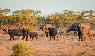 African Safari Lodge