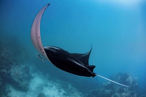 Conrad Bora Bora Nui