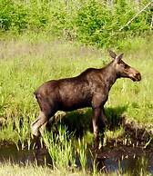 Air-Dale Fishing and Hunting