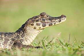 Pousada Araras Pantanal Ecolodge