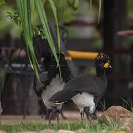 Pousada Araras Pantanal Ecolodge
