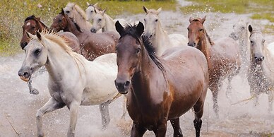 Pousada Araras Pantanal Ecolodge