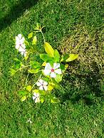 Lighthouse Nadia Aparts