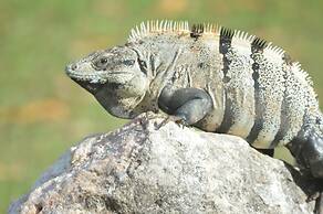 Rock Farm Guest House