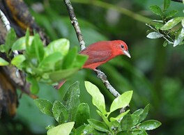 Rock Farm Guest House