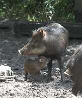 Rock Farm Guest House