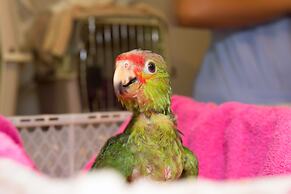 Rock Farm Guest House