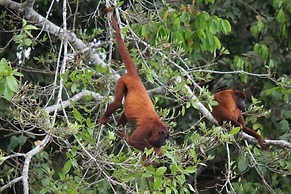 Ecolucerna Lodge Tambopata