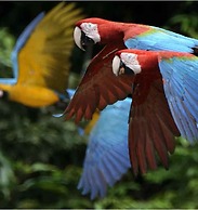 Ecolucerna Lodge Tambopata