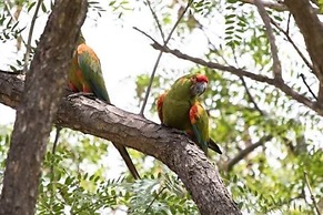 Ecolucerna Lodge Tambopata