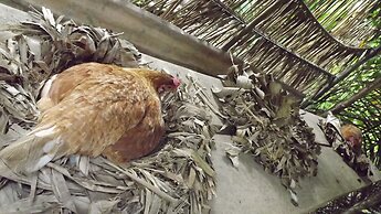 Ecolucerna Lodge Tambopata