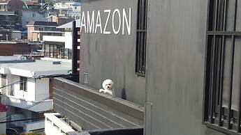 Amazon Guesthouse - Hostel