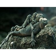 Torre Mar Galapagos Boutique Suites