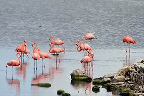 Bonaire Oceanfront Apartments