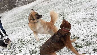 Colonel Williams Inn