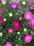 Alaska Grizzly Lodge