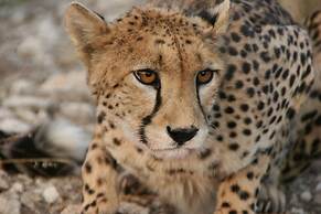 Aloegrove Safari Lodge