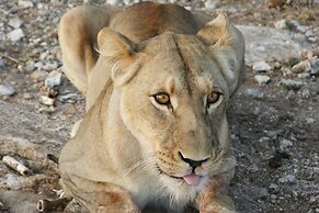 Aloegrove Safari Lodge