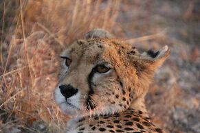 Aloegrove Safari Lodge