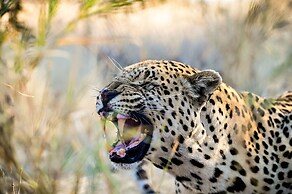 Aloegrove Safari Lodge