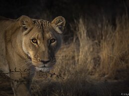 Aloegrove Safari Lodge