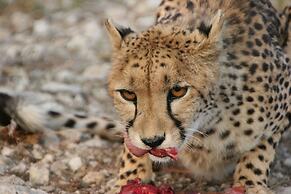 Aloegrove Safari Lodge