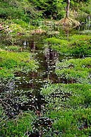 Smultronboda Fårgård
